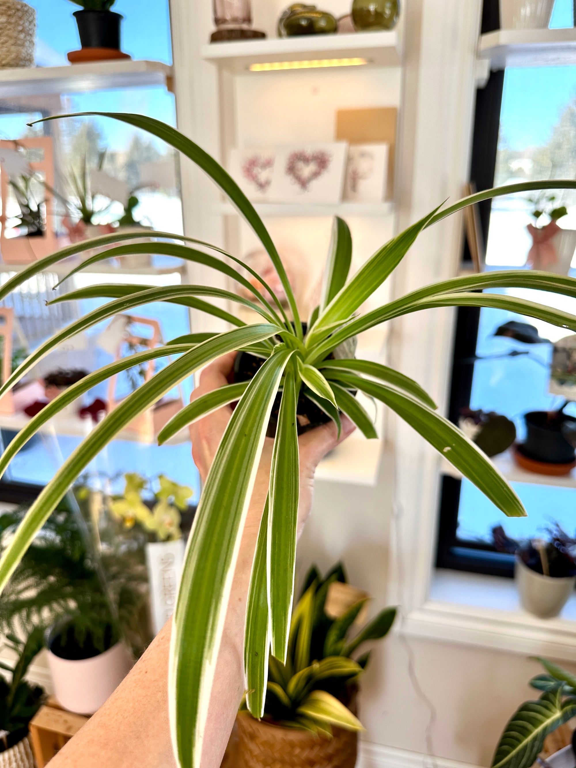 chlorophytum spider plant araignée