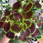 coleus orchard road