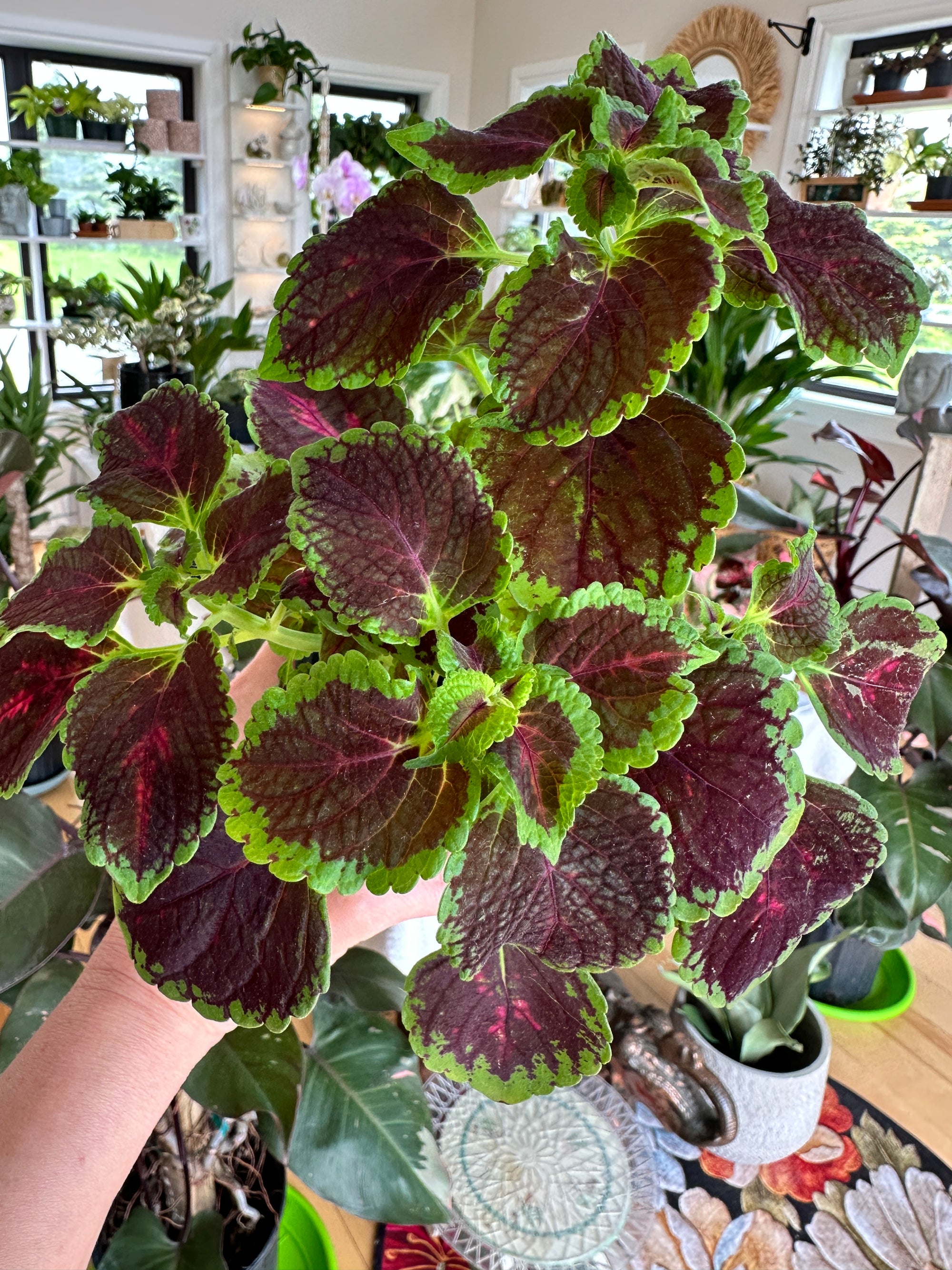 coleus orchard road