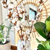 tige de coton naturel