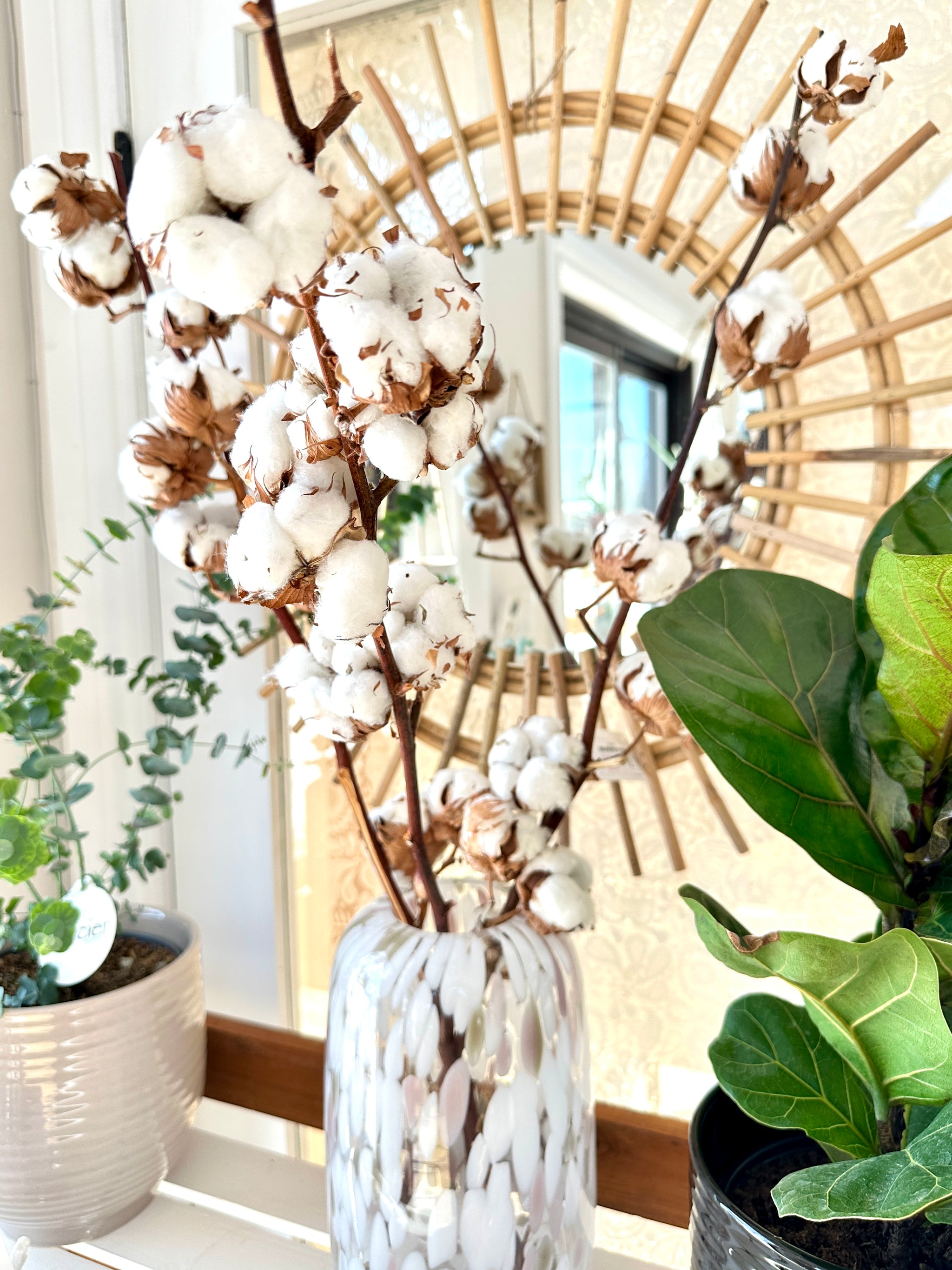 tige de coton naturel