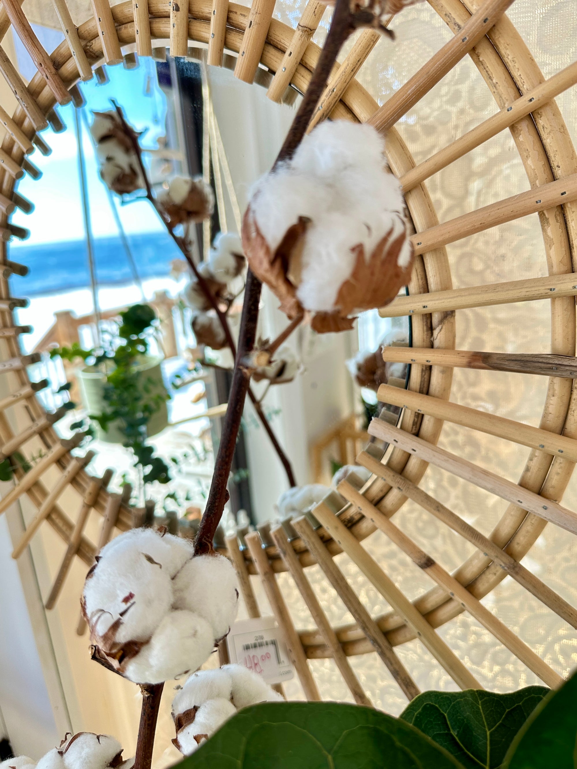 tige de coton naturel