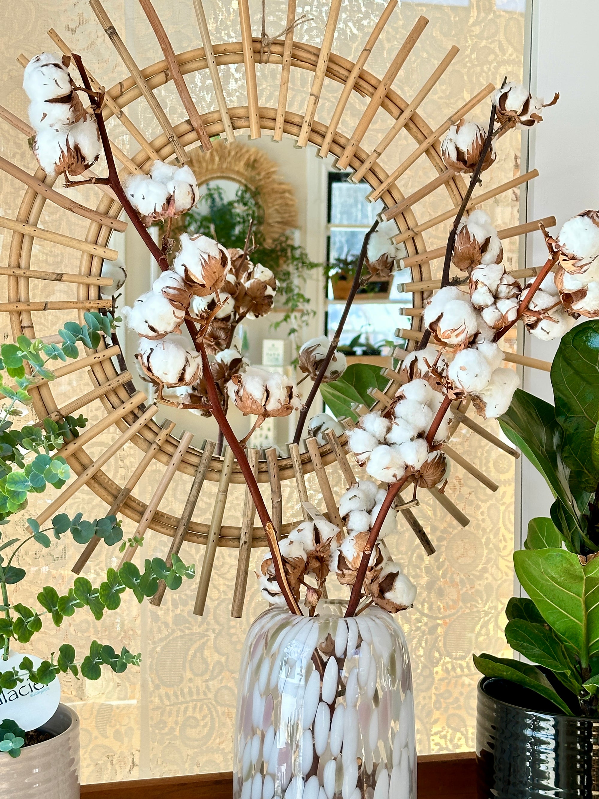 tige de coton naturel