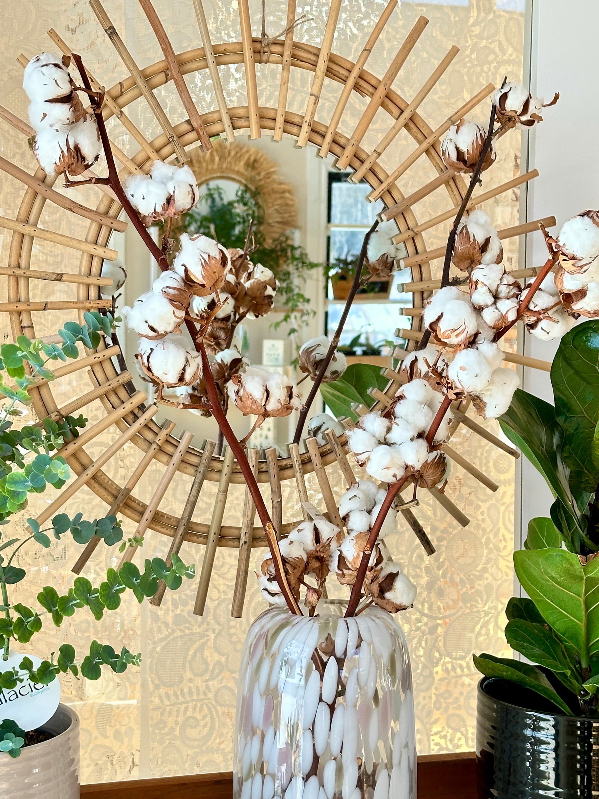 tige de coton naturel
