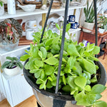 cotyledon pendens