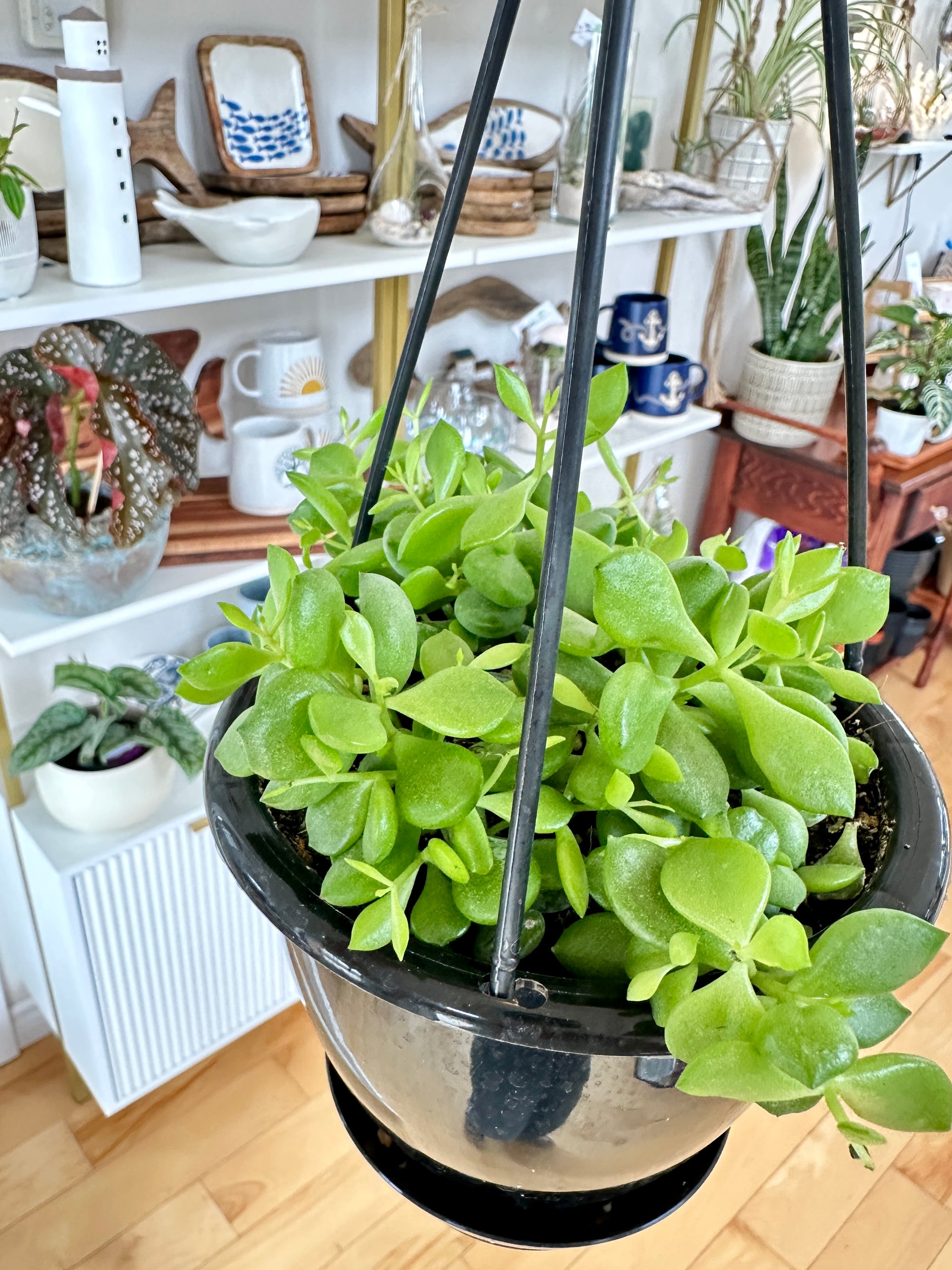 cotyledon pendens
