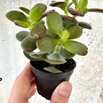 crassula ovata minima