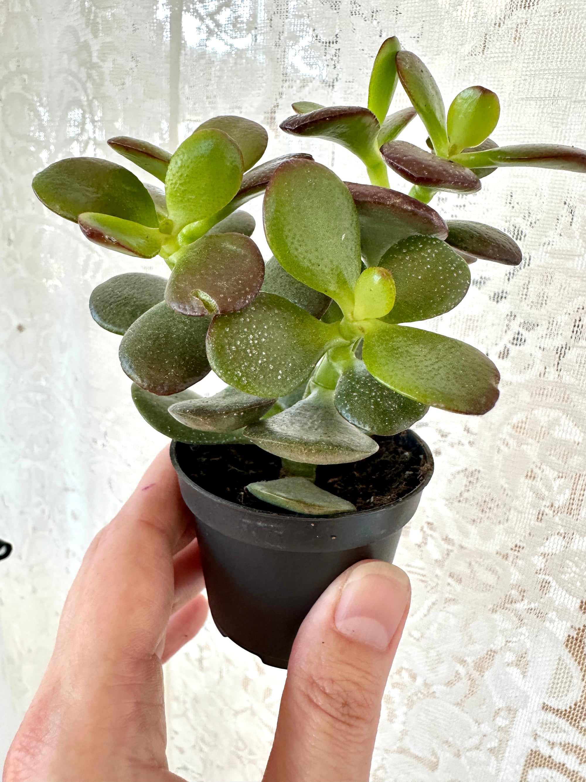crassula ovata minima