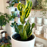 Codiaeum variagata | Croton Banana