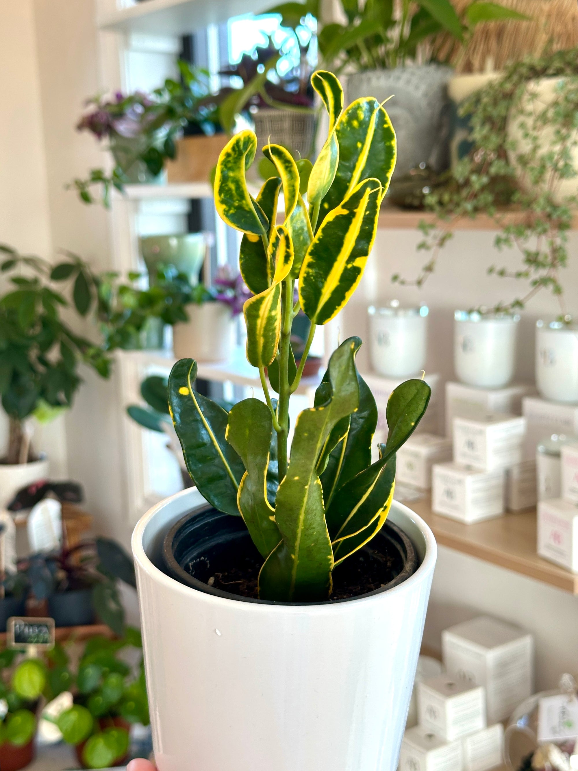 Codiaeum variagata | Croton Banana