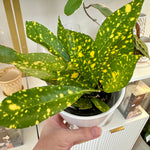 croton gold dust