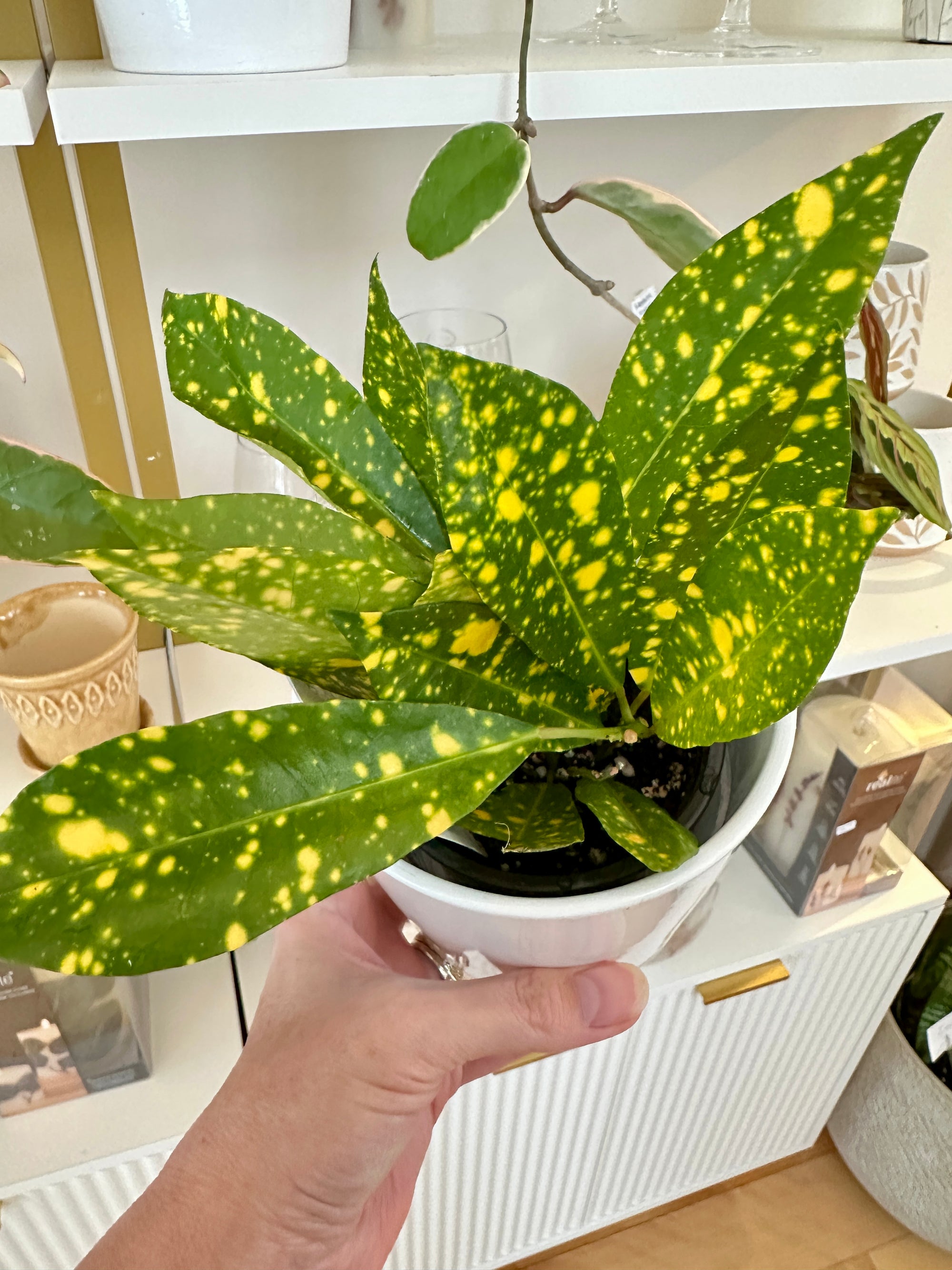 croton gold dust