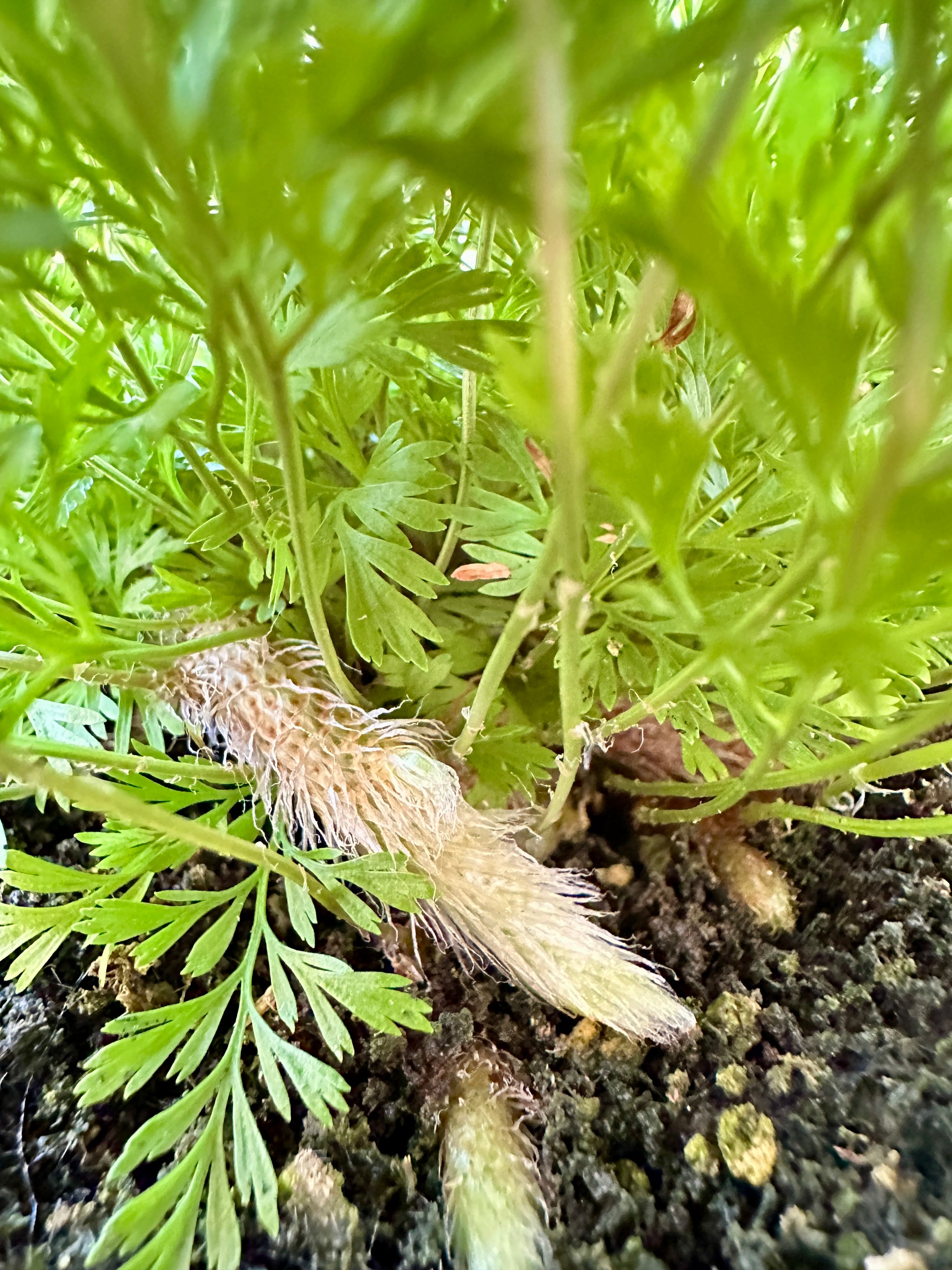 Davallia rabbit foot fern