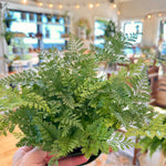 Davallia rabbit foot fern