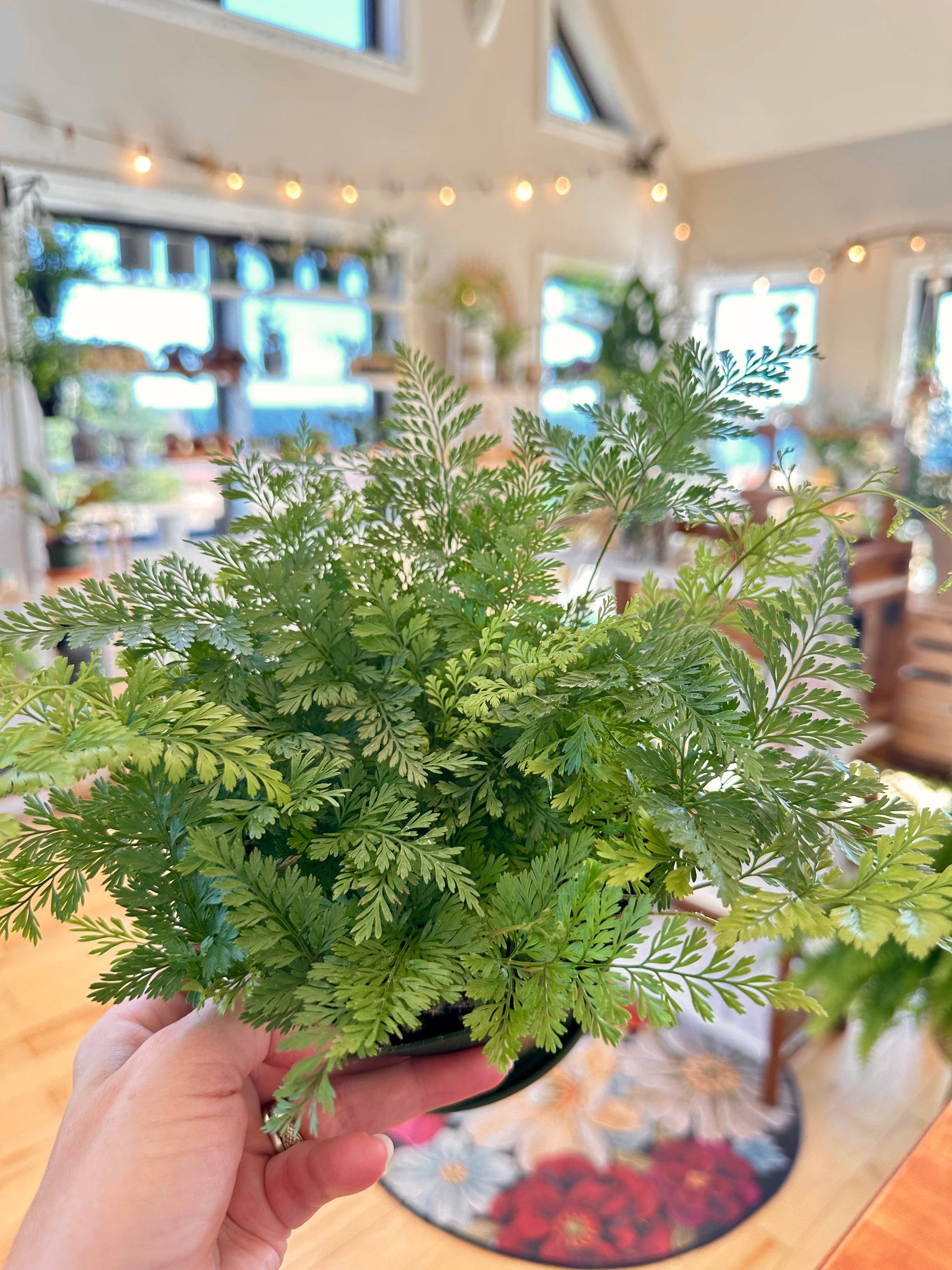 Davallia rabbit foot fern