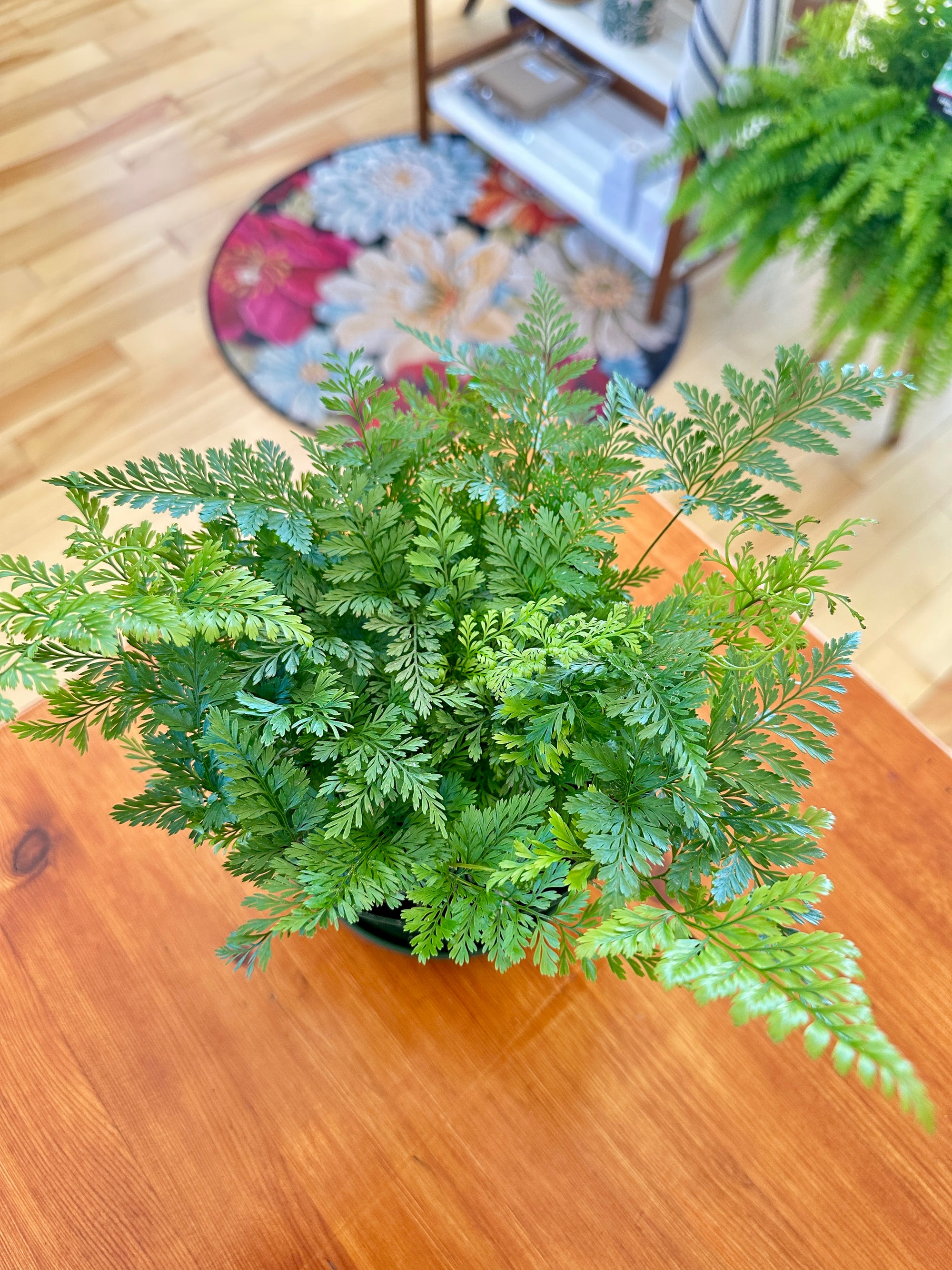 Davallia rabbit foot fern