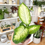 dieffenbachia camille