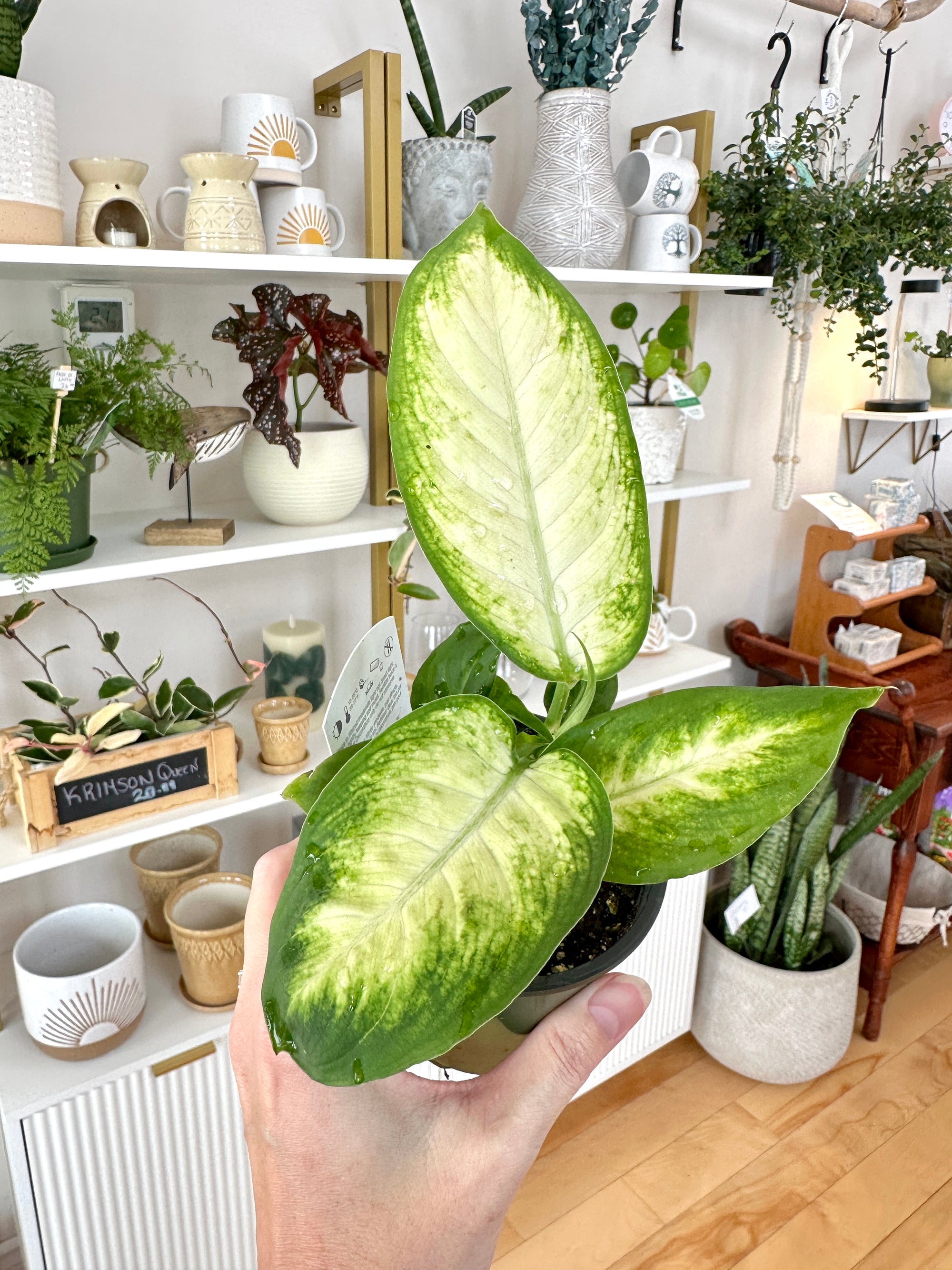dieffenbachia camille