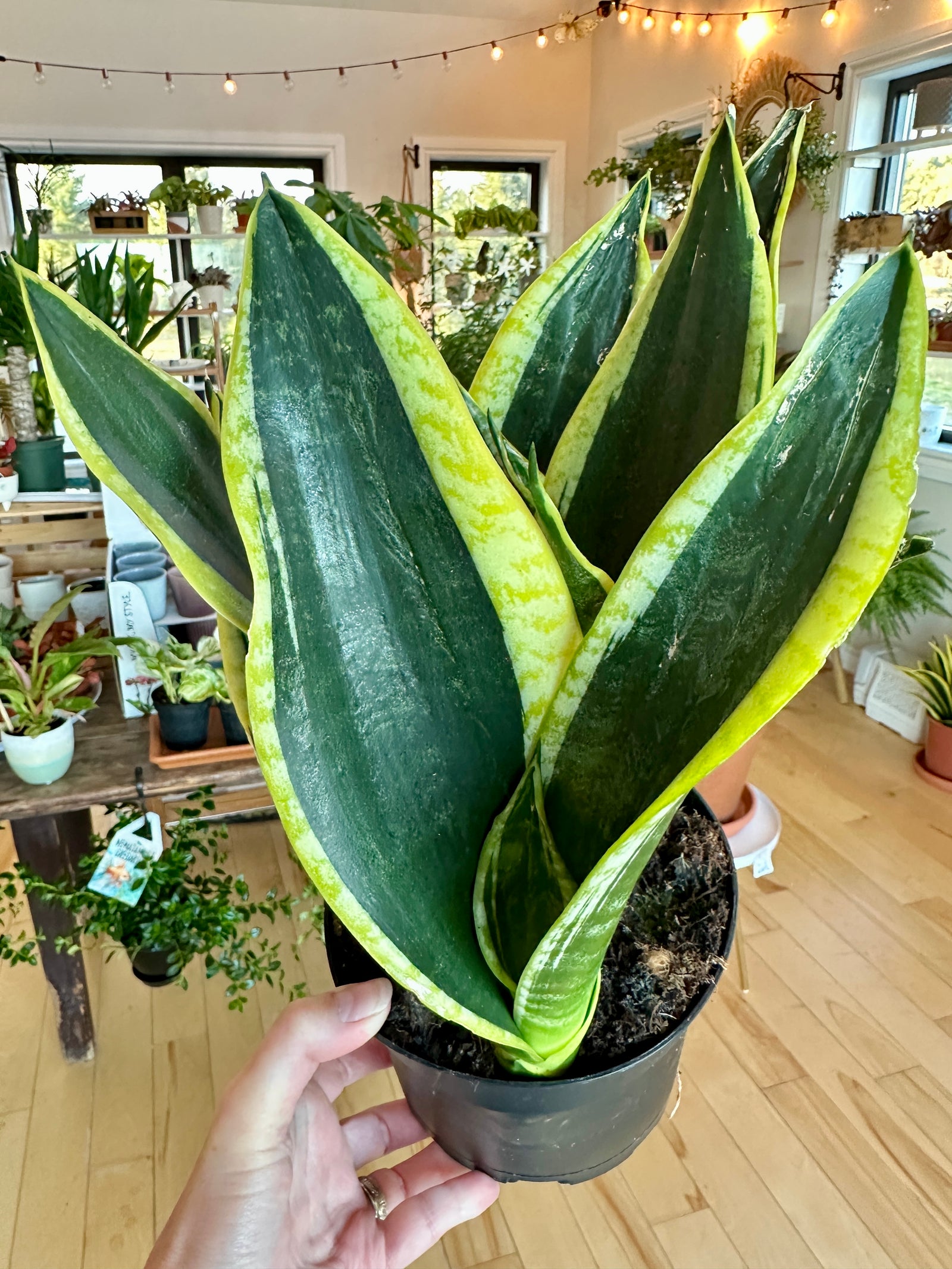 dracaena black gold