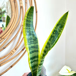 dracaena laurentii