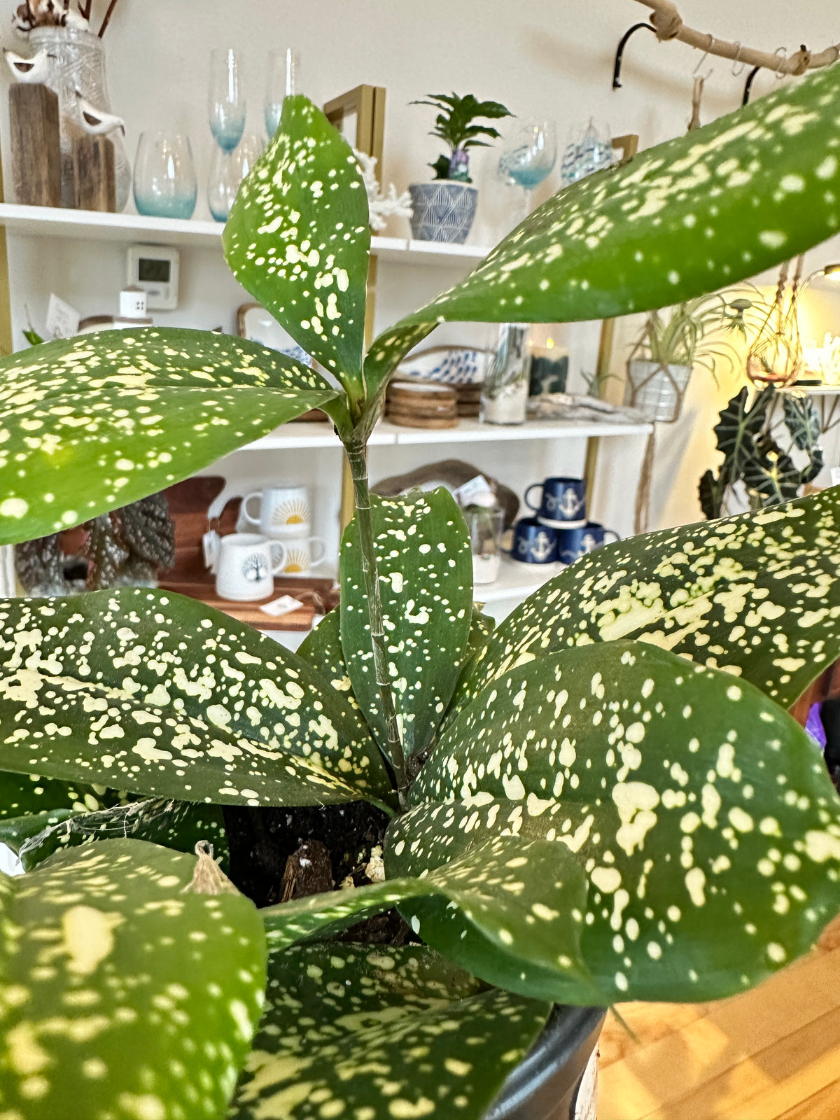 Dracaena surculosa 'Florida Beauty'