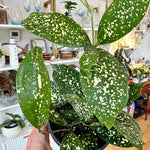 Dracaena surculosa 'Florida Beauty'
