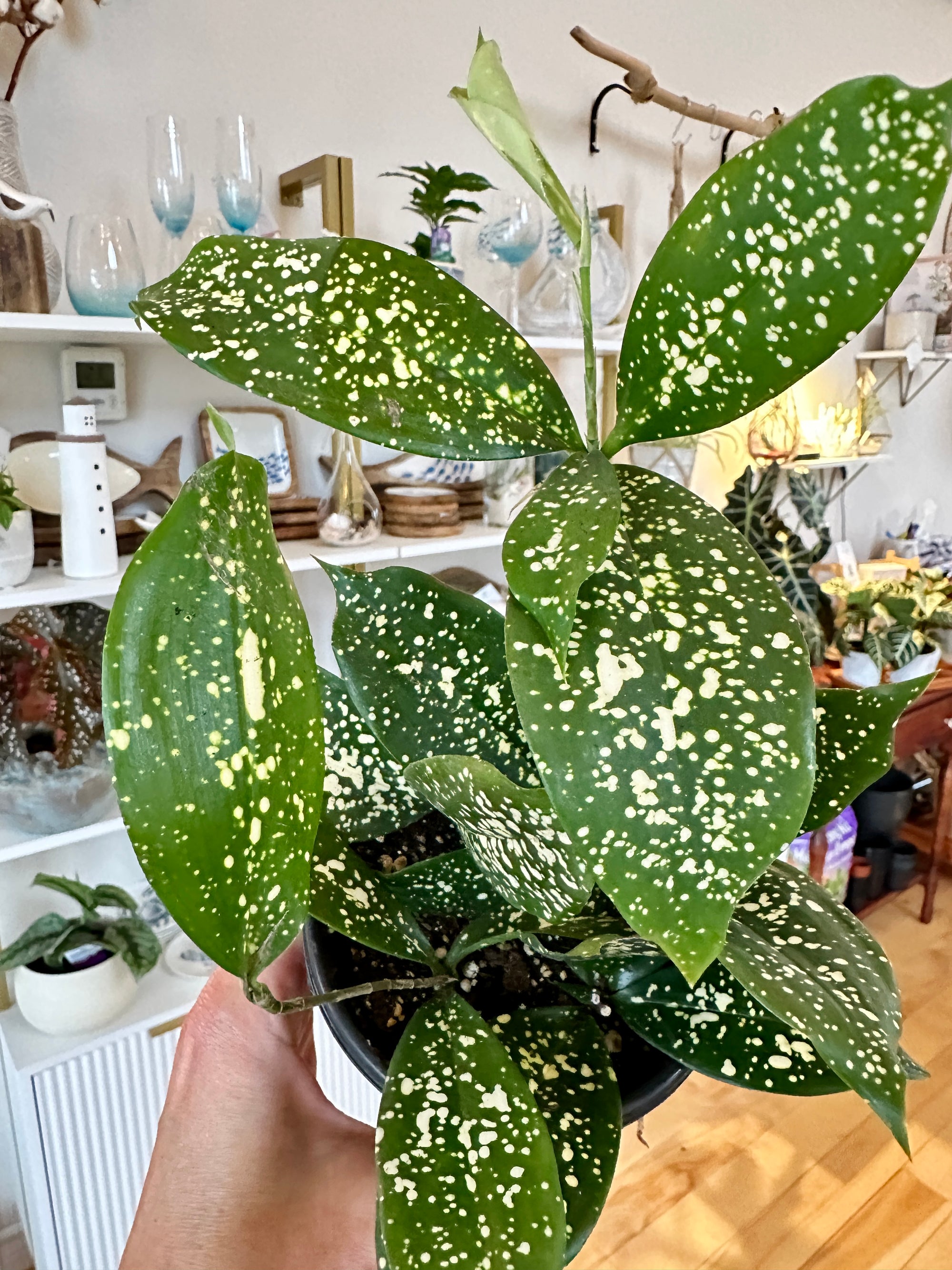 Dracaena surculosa 'Florida Beauty'