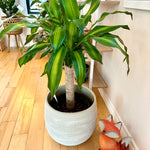 Dracaena fragrans | Massangeana cane