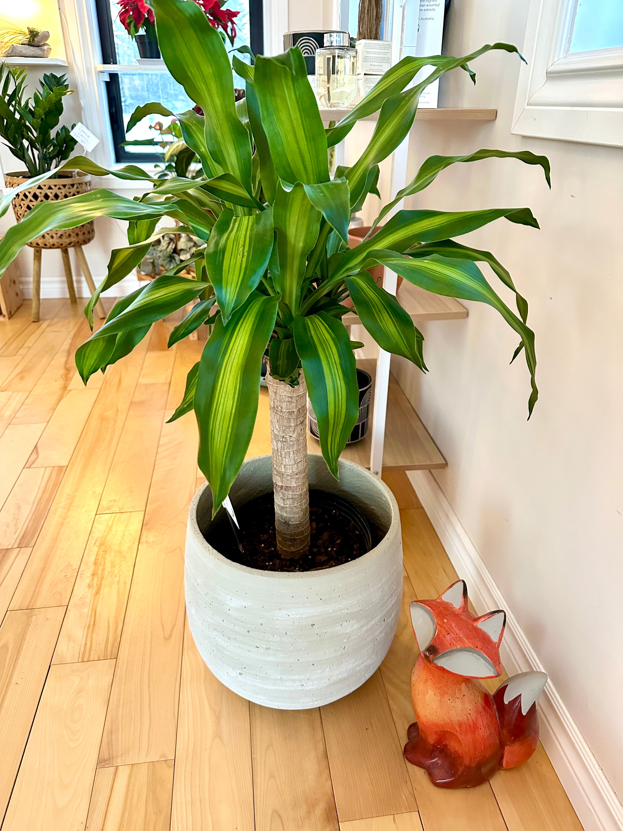 Dracaena fragrans | Massangeana cane