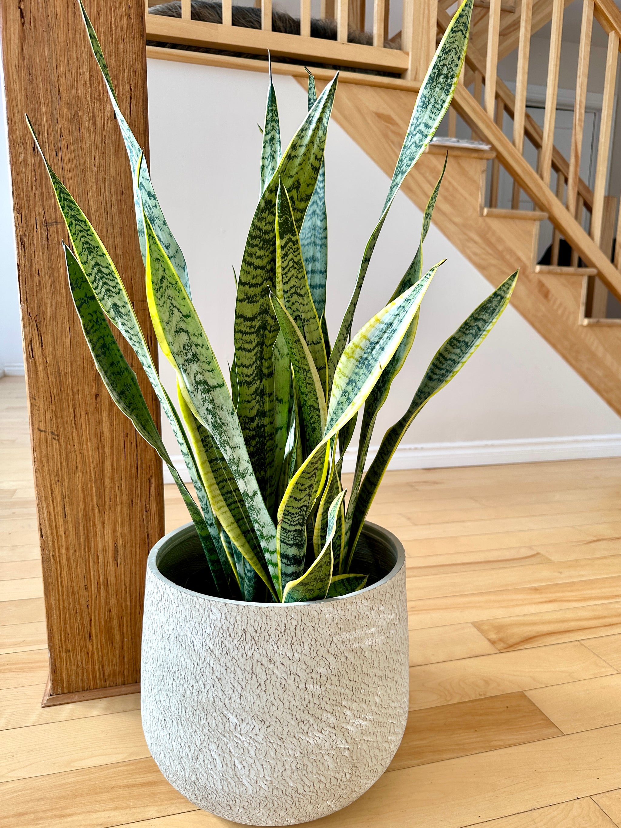 dracaena laurentii