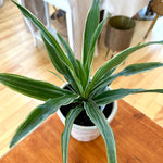 Dracaena fragrans Warneckii