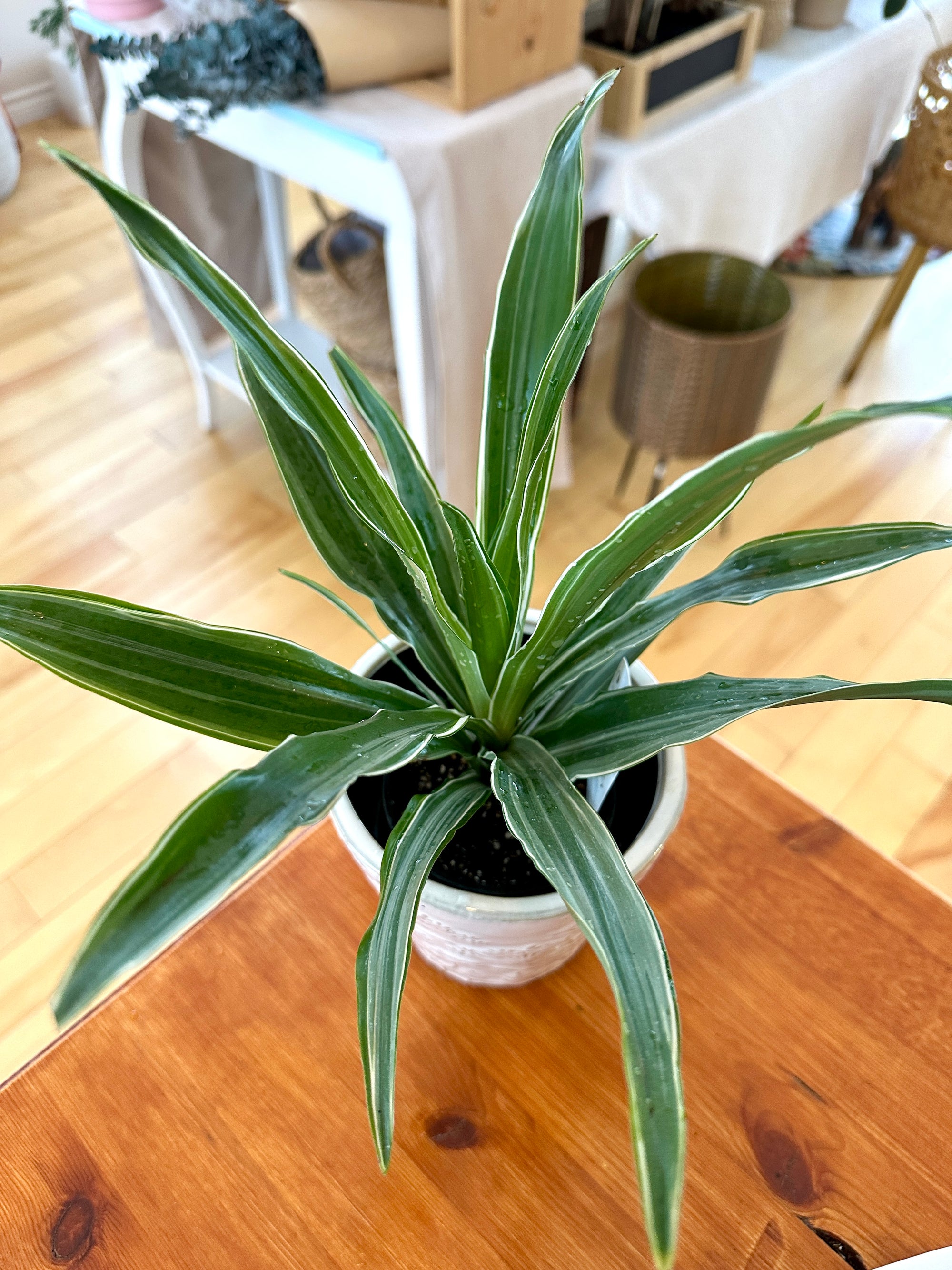 Dracaena fragrans Warneckii