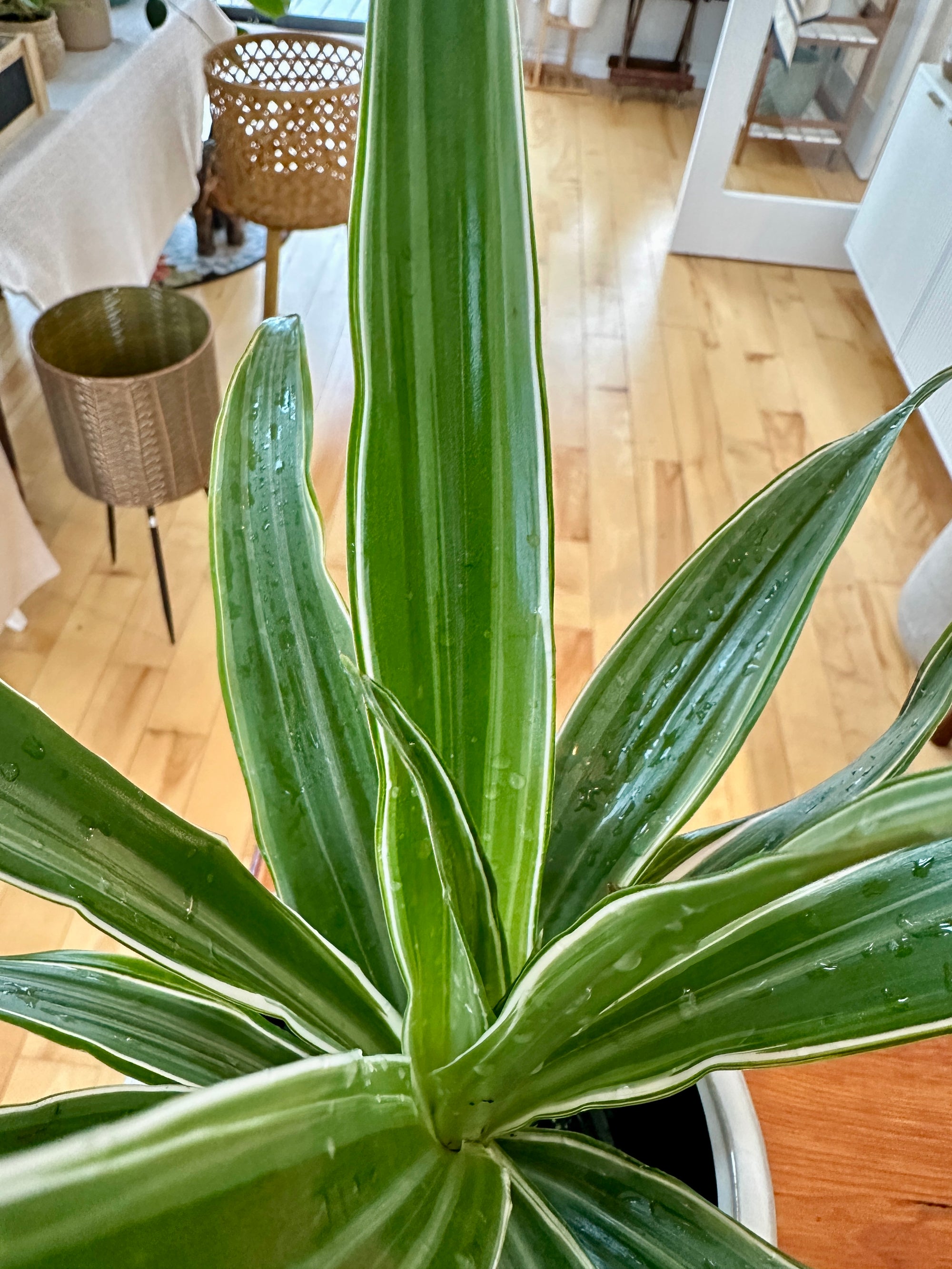 Dracaena fragrans Warneckii