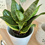 dracaena hahnii golden