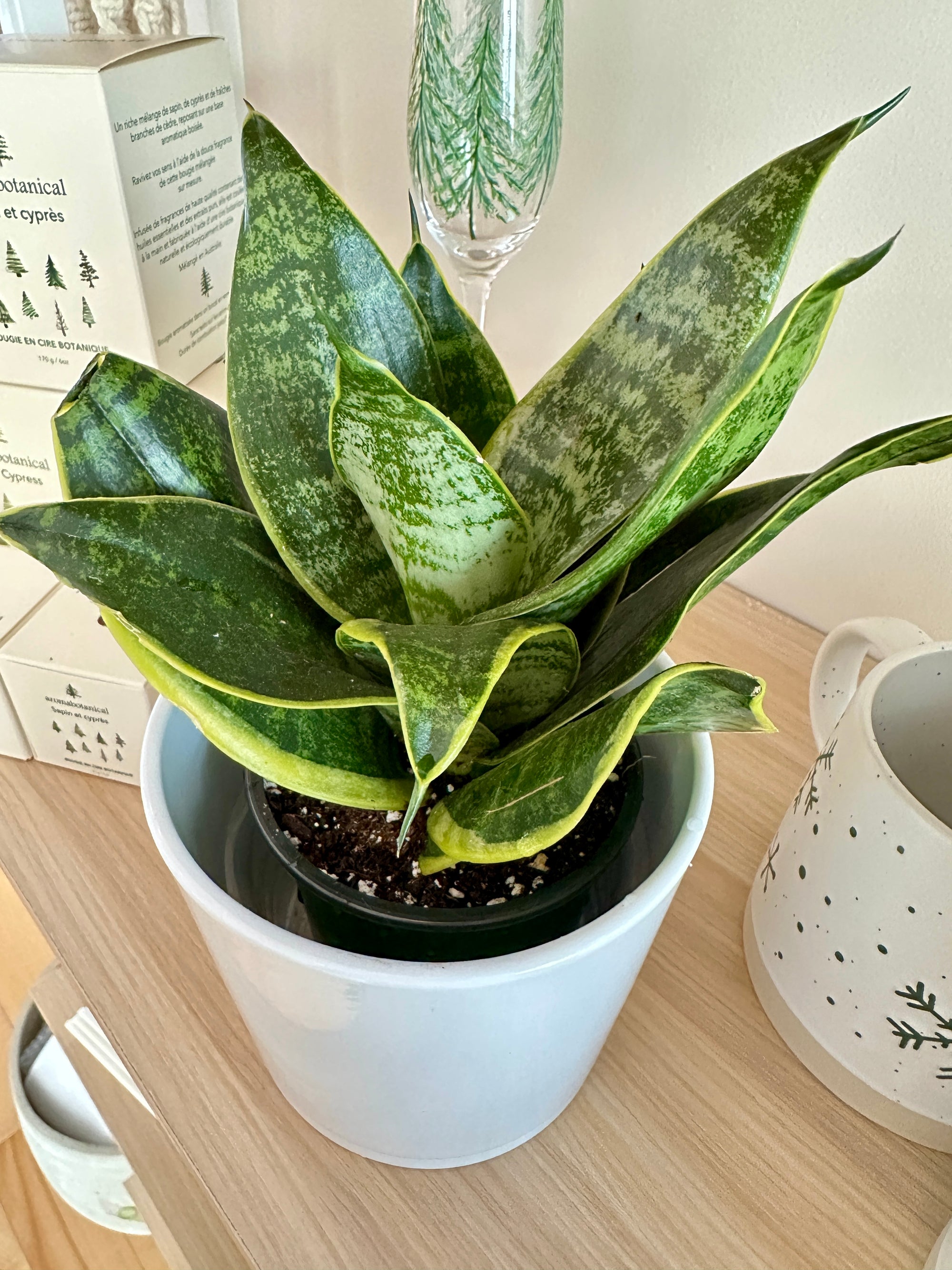 dracaena hahnii golden