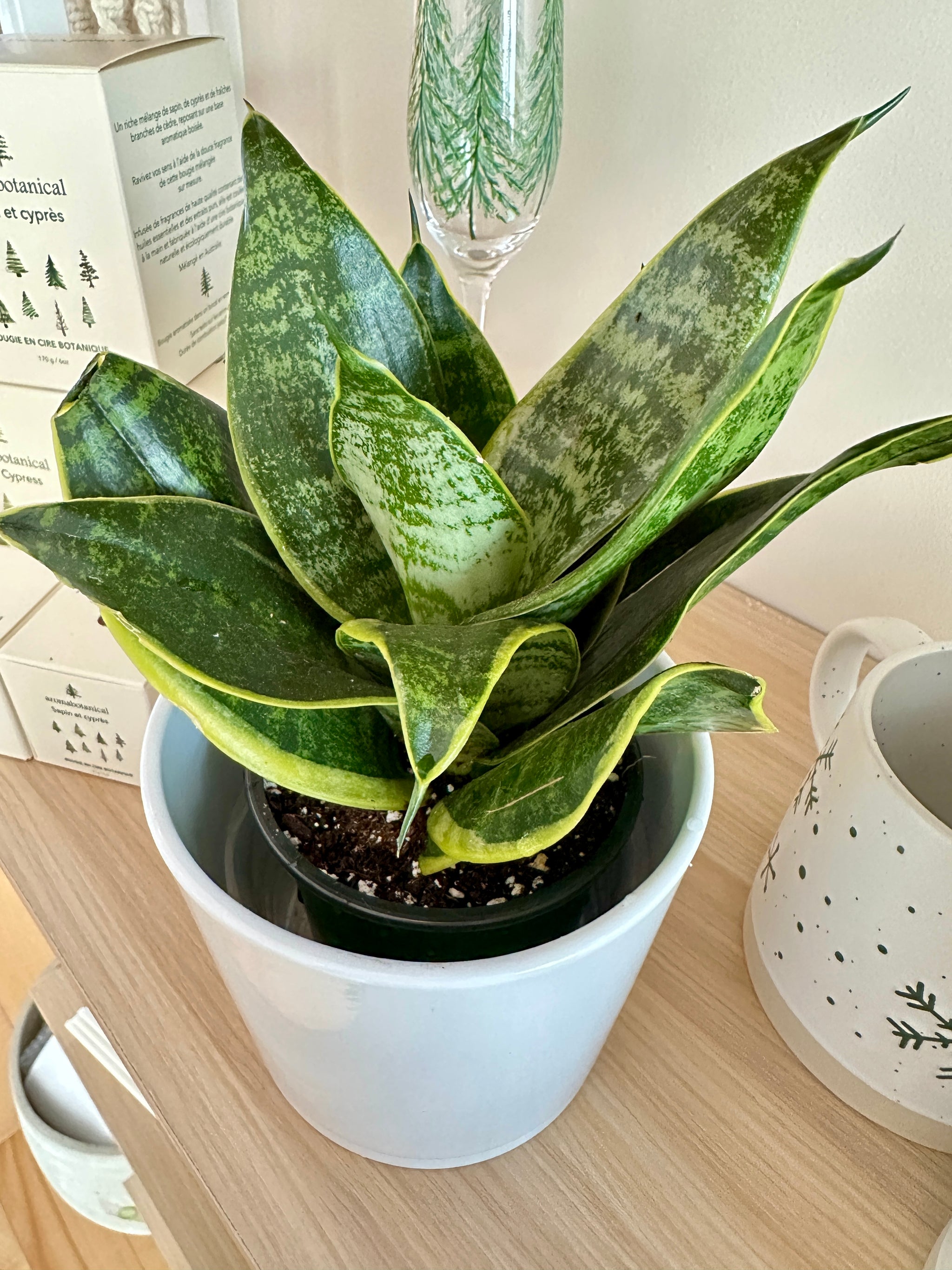 dracaena hahnii golden