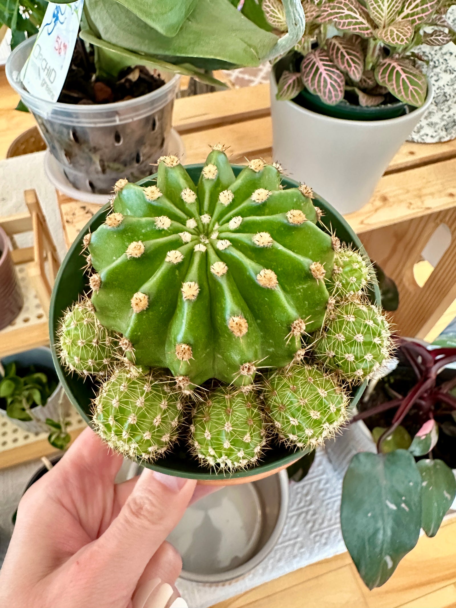 echinopsis cactus lis de pâques