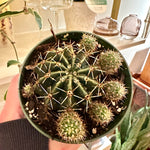 echinopsis tubarico