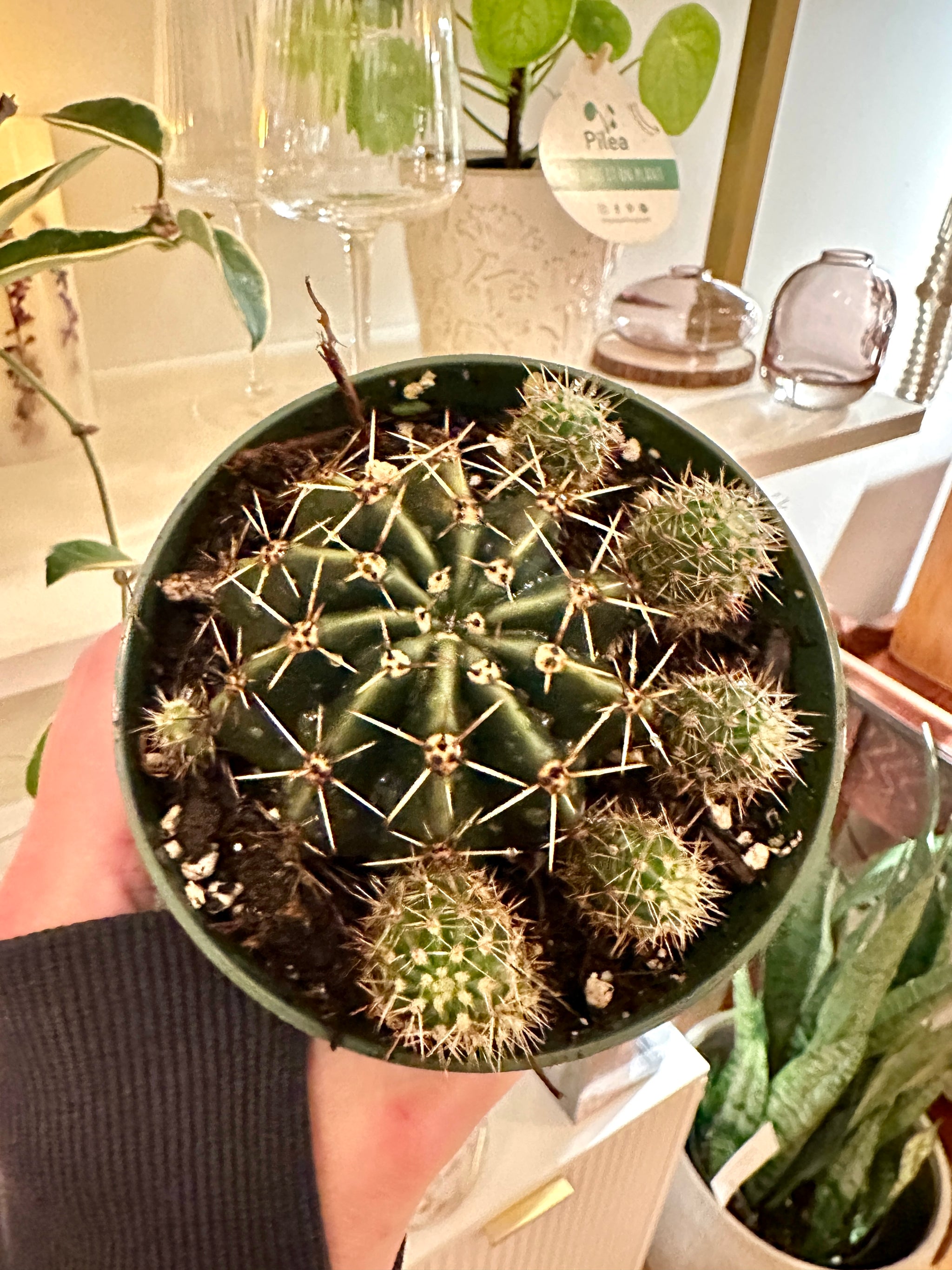 echinopsis tubarico