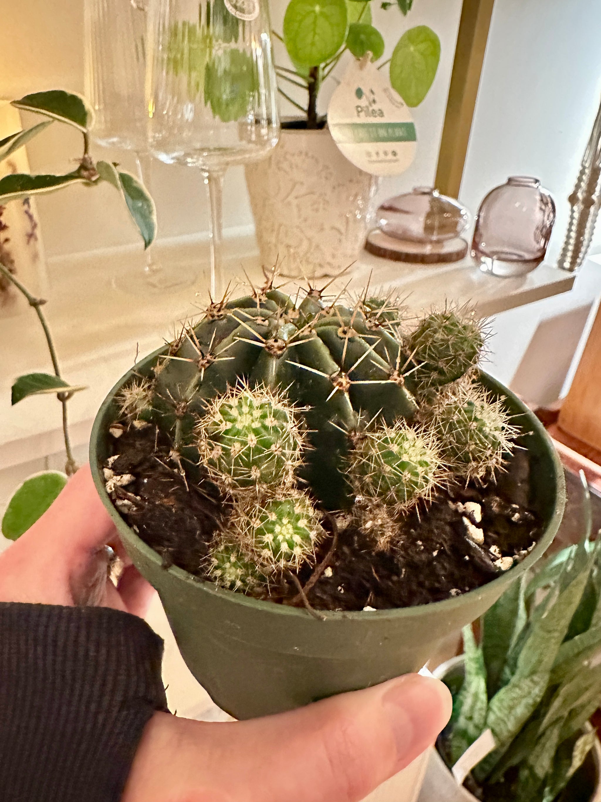 echinopsis tubarico