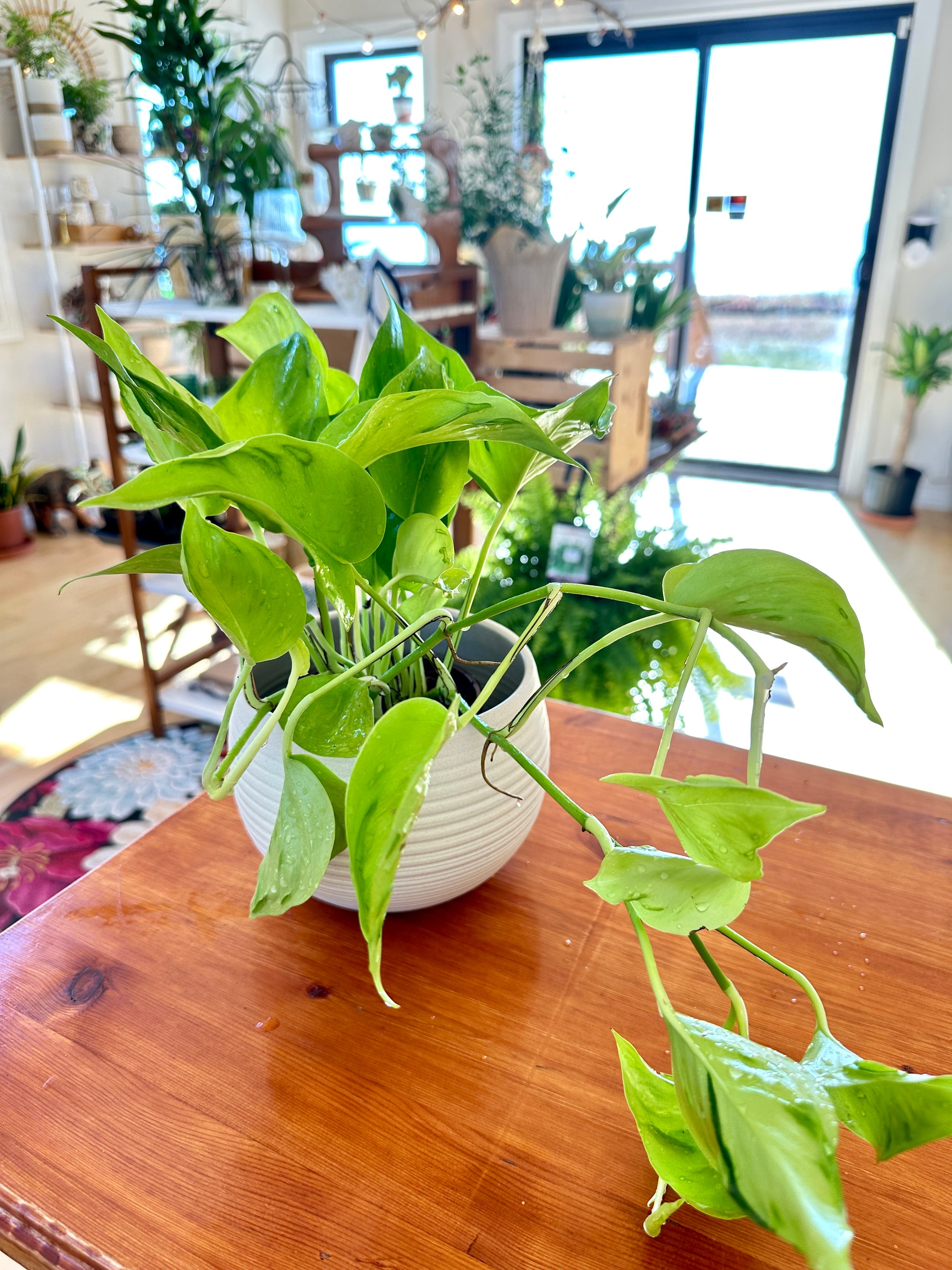 Epipremnum aureum ‘Sao Paolo’ – Pothos rare à feuilles uniques