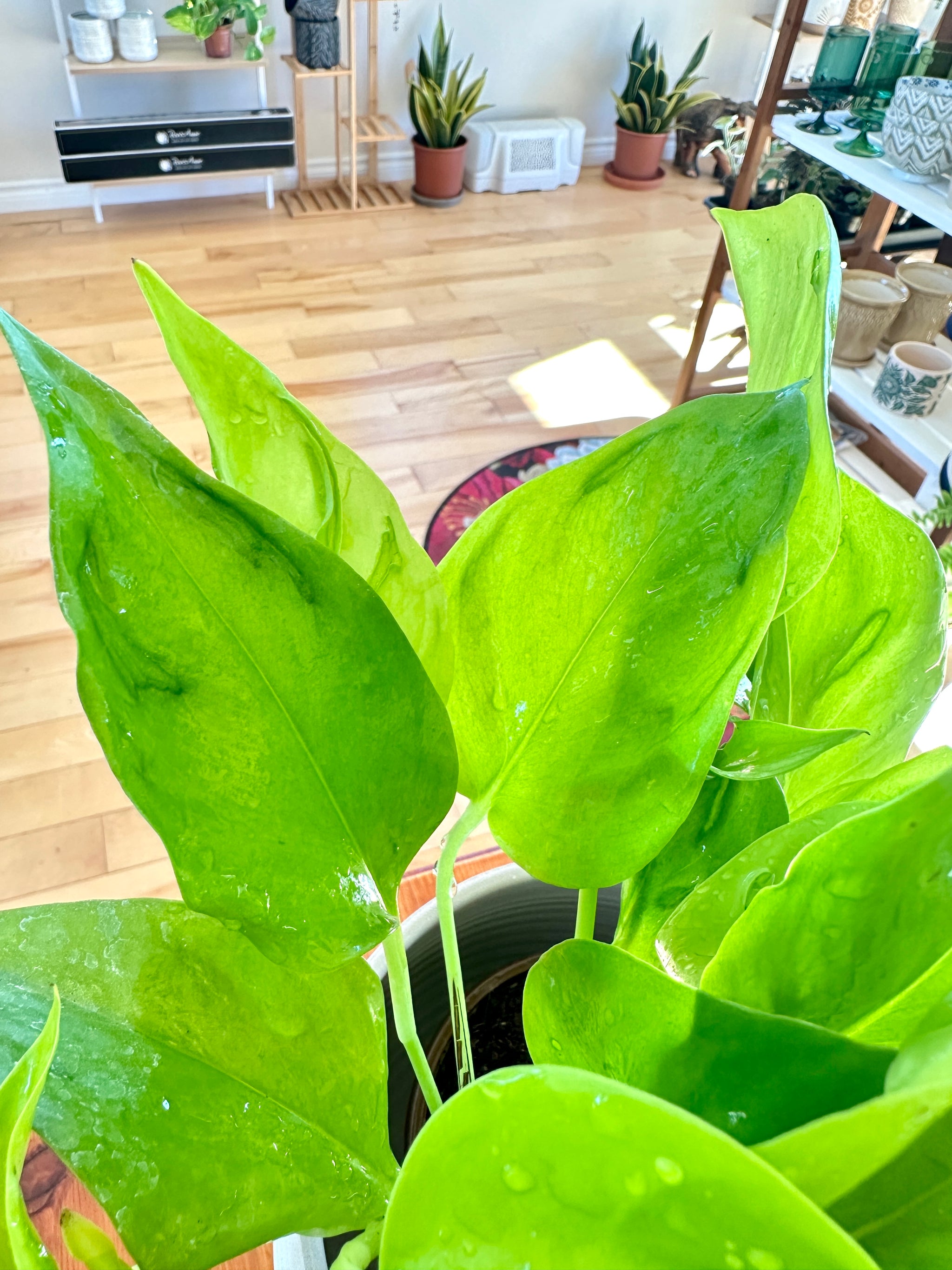 Epipremnum aureum ‘Sao Paolo’ – Pothos rare à feuilles uniques