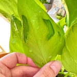 Epipremnum aureum ‘Sao Paolo’ – Pothos rare à feuilles uniques