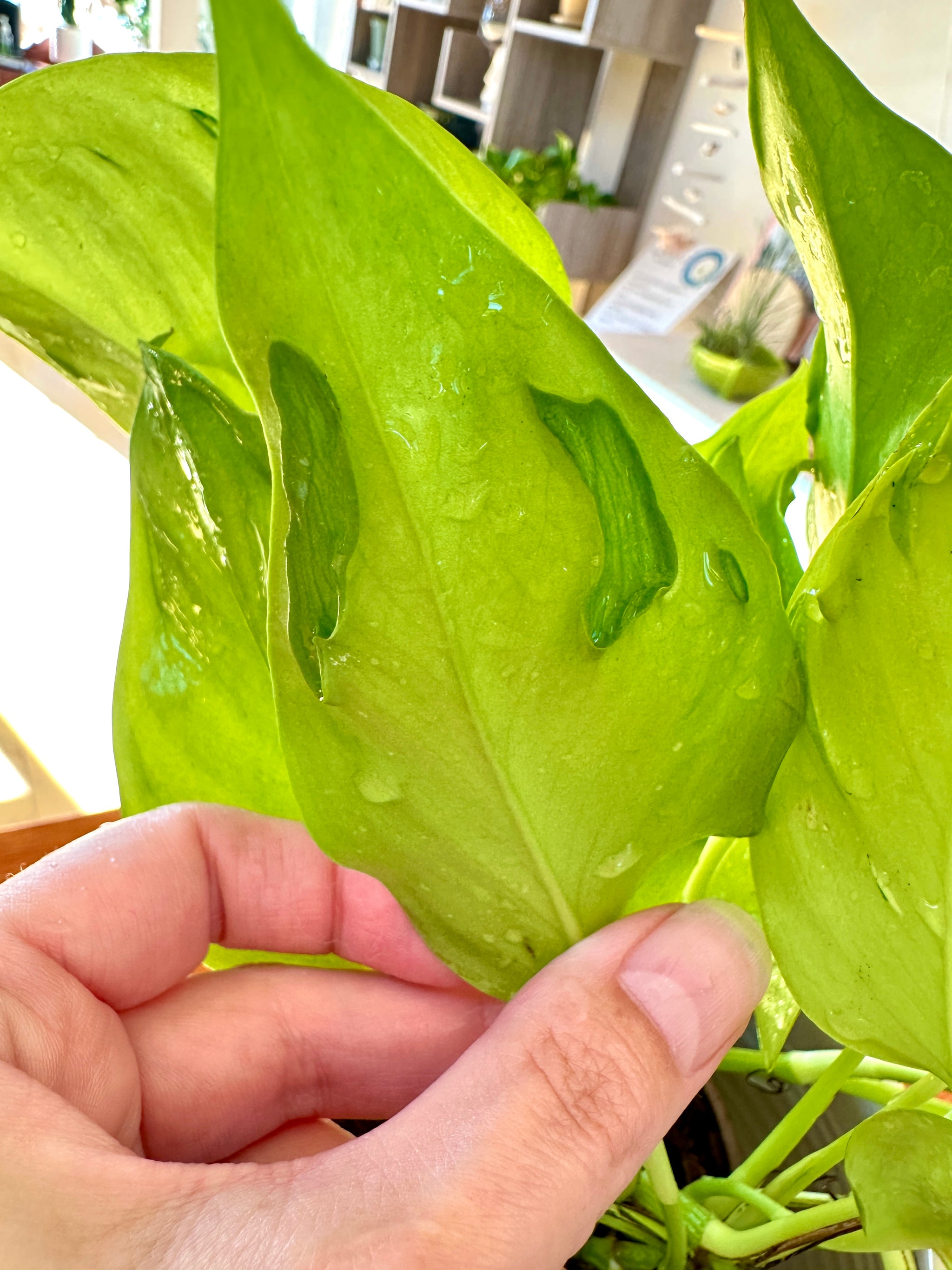 Epipremnum aureum ‘Sao Paolo’ – Pothos rare à feuilles uniques