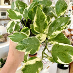 epipremnum 'pearls and jade' pothos