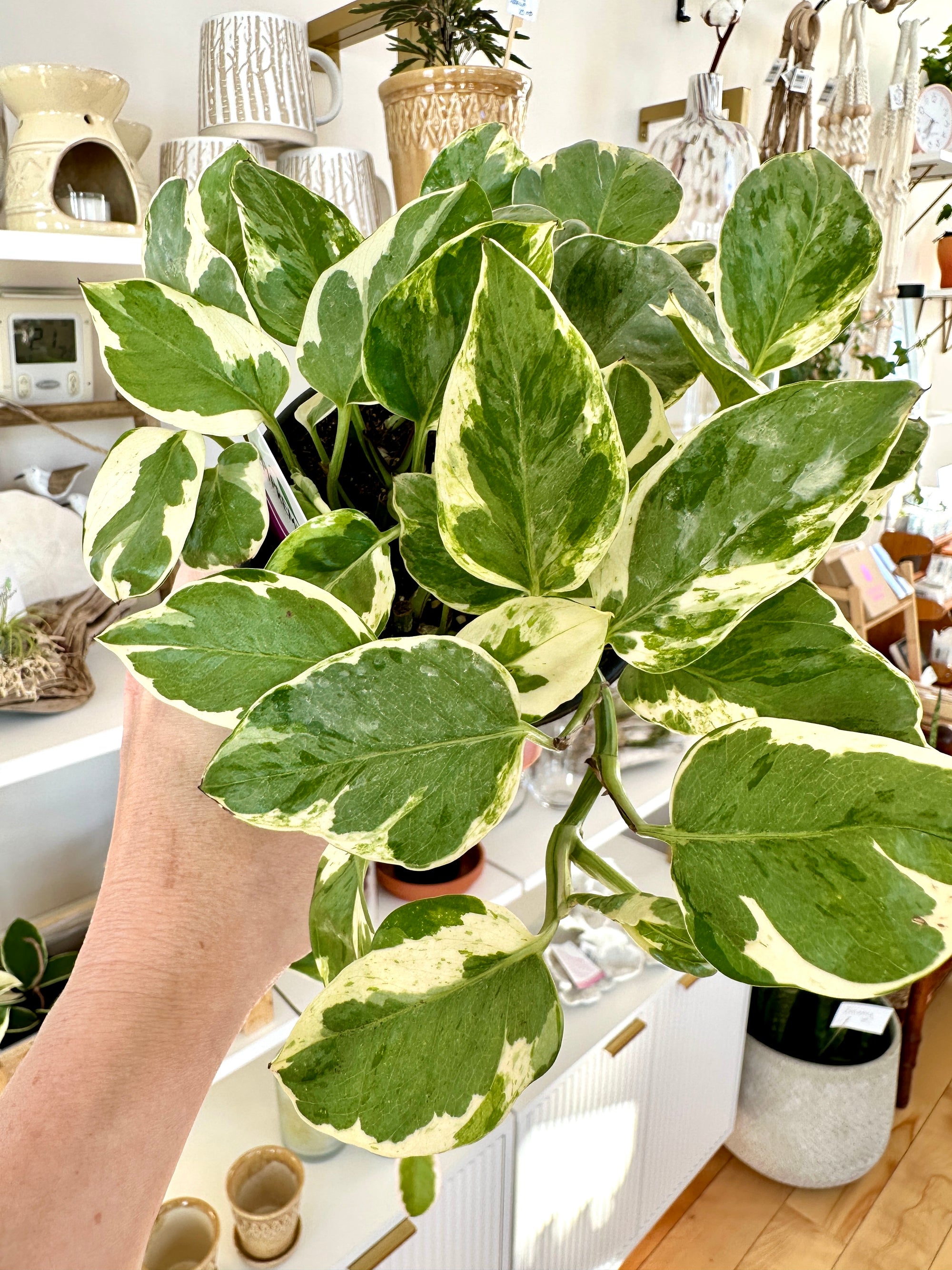 epipremnum 'pearls and jade' pothos