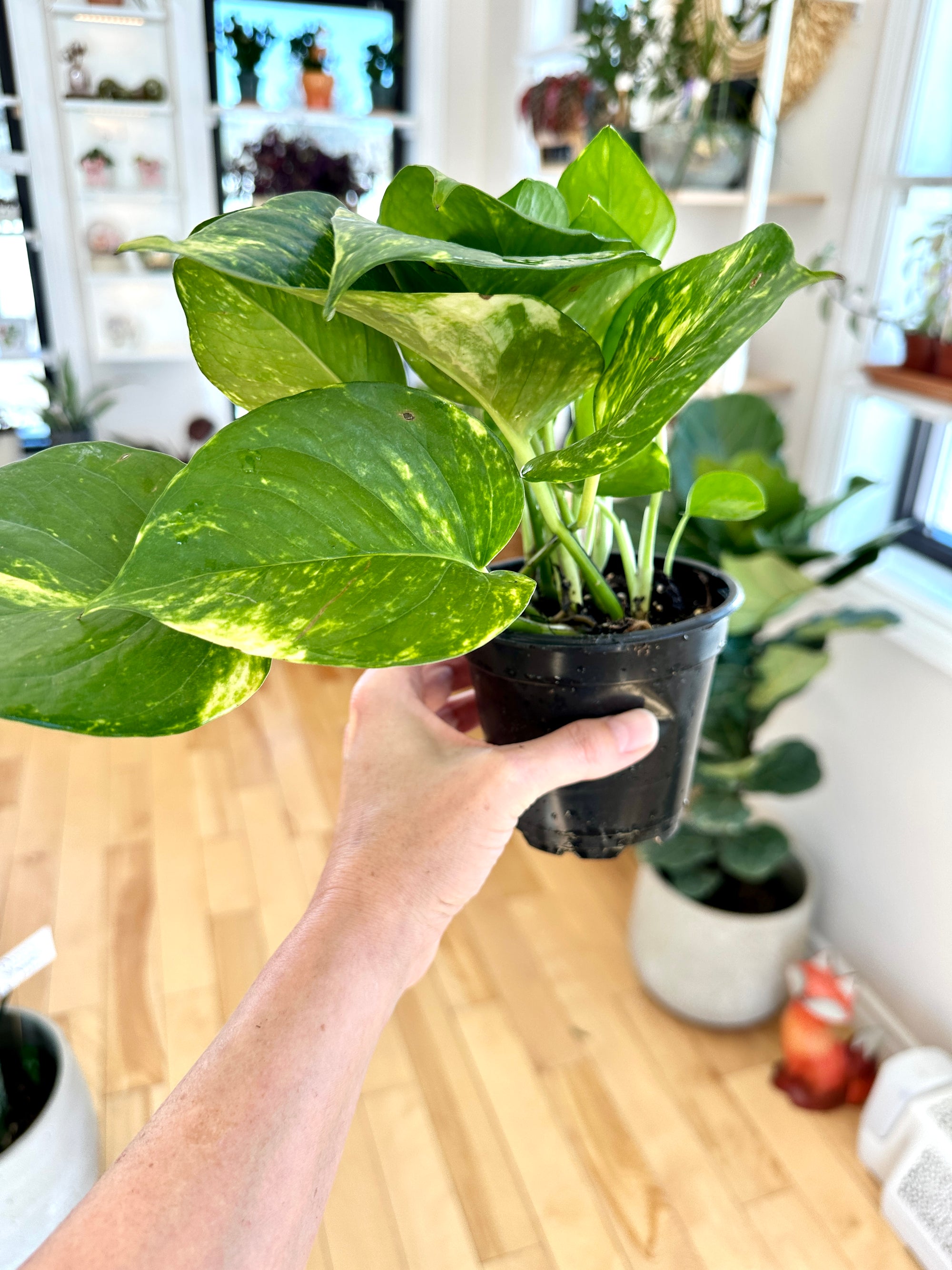 epipremnum aureum golden pothos