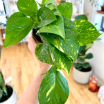 epipremnum aureum golden pothos
