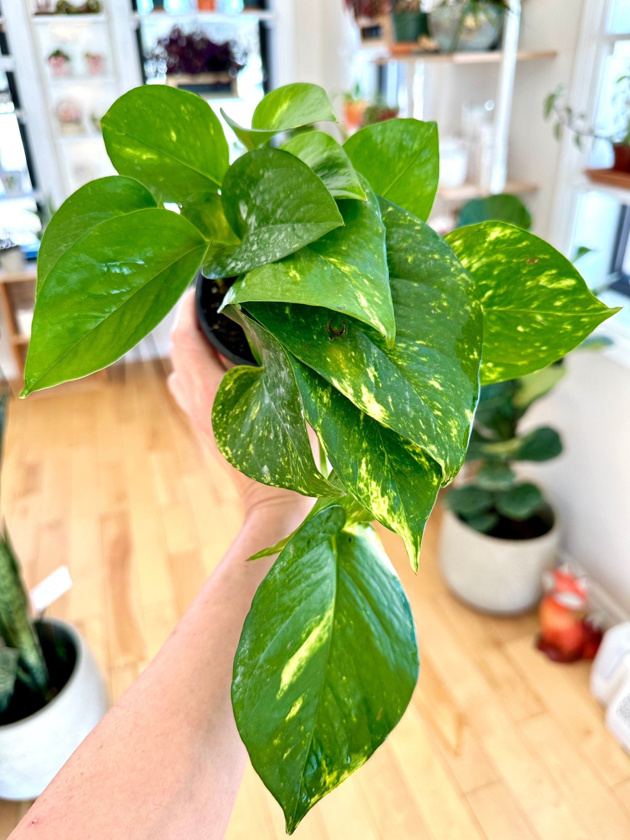 epipremnum aureum golden pothos