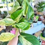 epipremnum marble queen